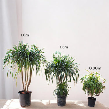 Dracena Draco